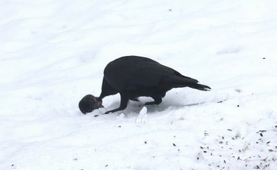 Crow and rodent 2