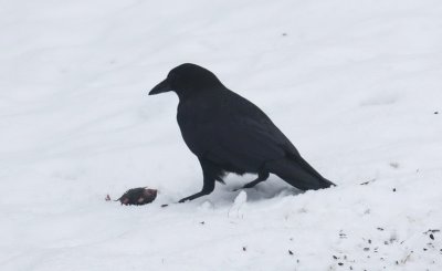 Crow and rodent 3