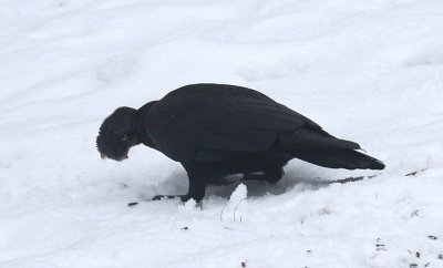 Crow and rodent 4