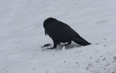 Crow and rodent 5