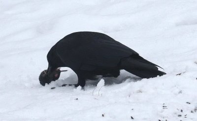 Crow and rodent 6