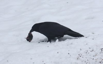 Crow and rodent 7