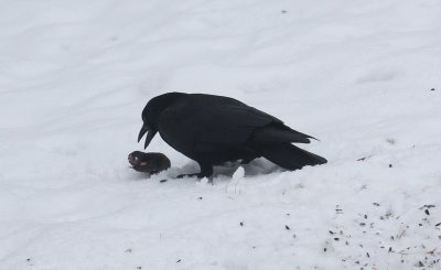 Crow and rodent 8