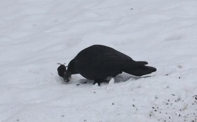 Crow and rodent 9