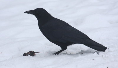 Crow and rodent 10