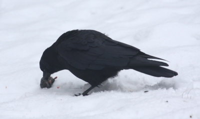 Crow and rodent 11