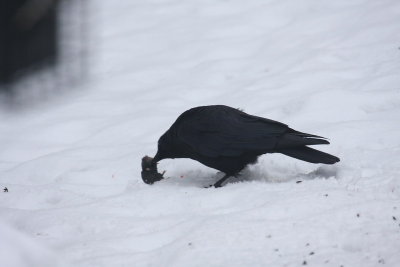 Crow and rodent 12