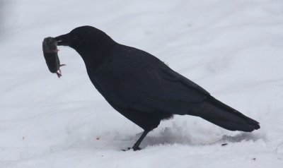 Crow and rodent 13