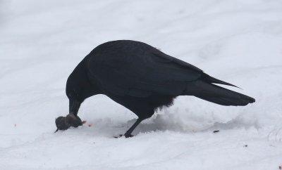 Crow and rodent 14