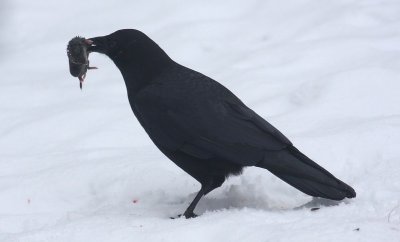 Crow and rodent 15