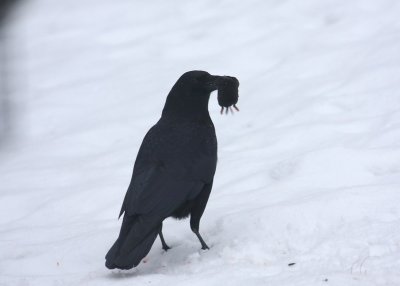 Crow and rodent 16