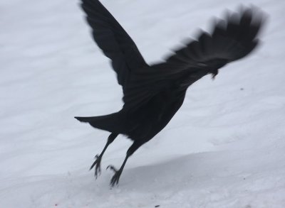Crow and rodent 17