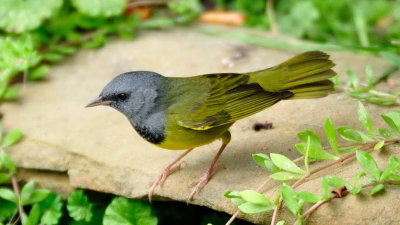 Mourning Warbler  by Mike Sanders