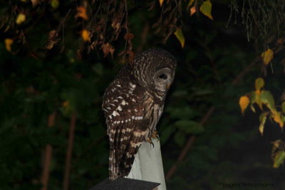 Fishing Barred Owl