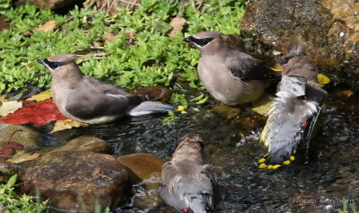 Bathing Cedar Waxwings