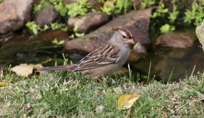 Juvenile White-crowned Sparrow