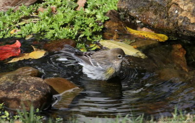 Yellow-rumped Warbler taking a dip