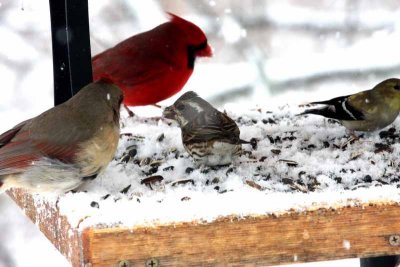 Cardinals, female Purple Finch, Goldfinch