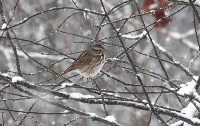 Song Sparrow Braving the Cold