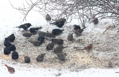 Red-winged Blackbirds and Fox Sparrows