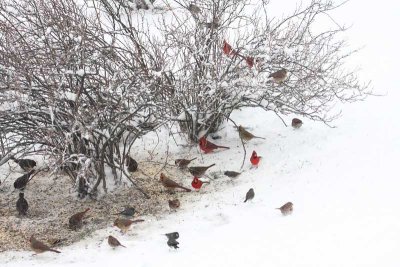 5 Fox Sparrows - Cardinals, Song Sparrows