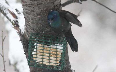 Common Grackle - This is all mine!