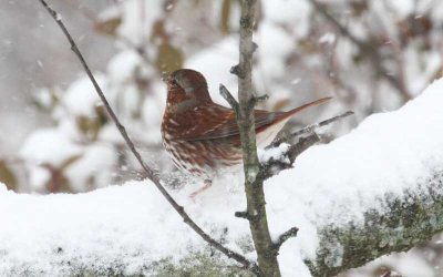 Fox Sparrow Scratching for Food