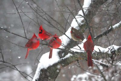 Cardinals Gathering Near the Feeders