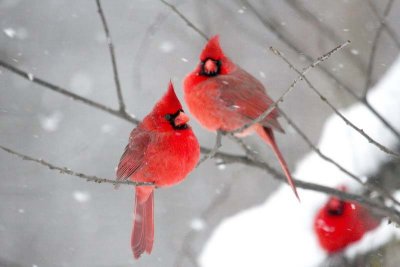 Cardinals Looking Cool