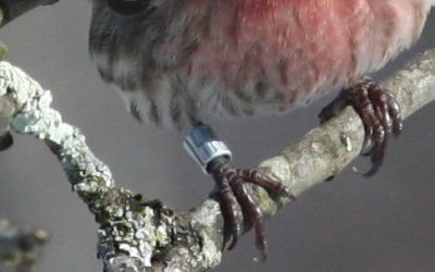 House Finch Band