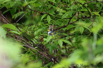 Golden-winged Warbler - male