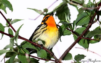 Blackburnian Warbler - male
