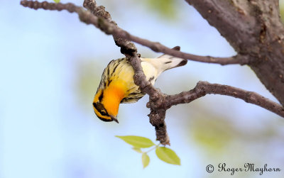 Blackburnian Warbler Looking for Insects