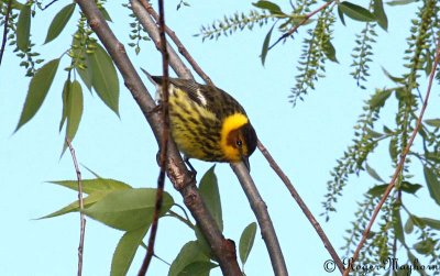 Cape May Warbler - male