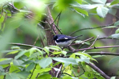 Black-throated Blue Warbler - male