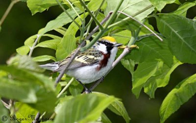 Chestnut-sided Warbler - male