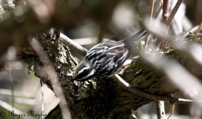 Black-and-white Warbler