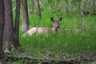 Pregnant White-tailed Deer
