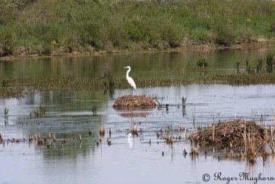 Great Egret and Mallard at Mallard Marsh
