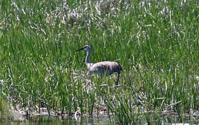 Sandhill Crane