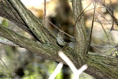 Northern Waterthrush