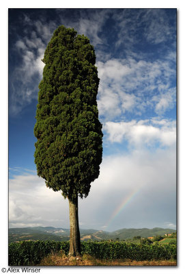 Cypress & Rainbow