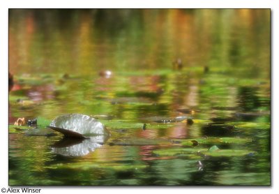 Monet (ish!)