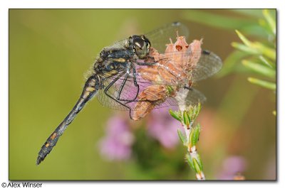 Black Darter