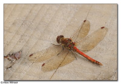 Common Darter