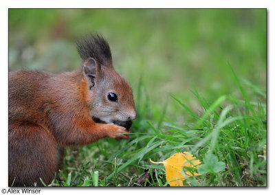 Red Squirrel