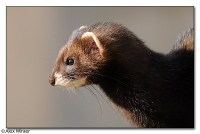 Polecat