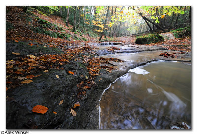 Roosthole Woods