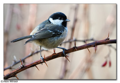 Coal Tit