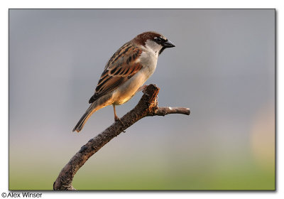 House Sparrow